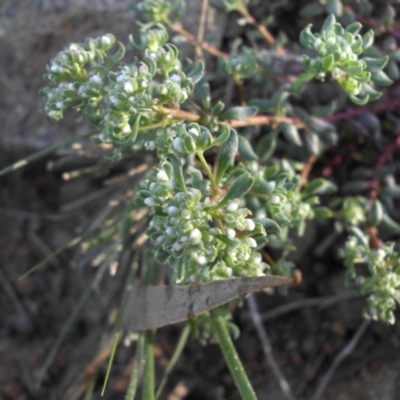 Poranthera microphylla (Small Poranthera) at Mount Ainslie - 29 Sep 2015 by SilkeSma