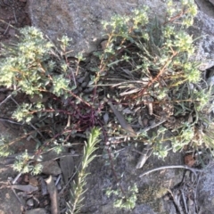 Poranthera microphylla at Campbell, ACT - 30 Sep 2015