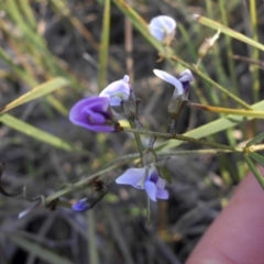 Glycine clandestina (Twining Glycine) at Campbell, ACT - 29 Sep 2015 by SilkeSma