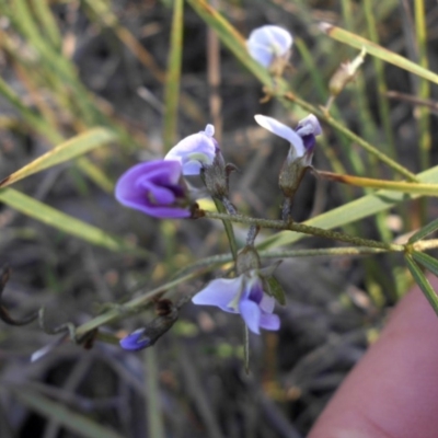 Glycine clandestina (Twining Glycine) at Campbell, ACT - 30 Sep 2015 by SilkeSma