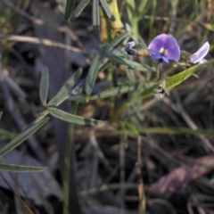 Glycine clandestina at Campbell, ACT - 30 Sep 2015