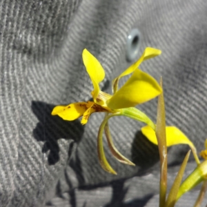 Diuris pardina at Majura, ACT - suppressed