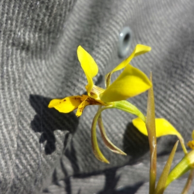 Diuris pardina (Leopard Doubletail) at Majura, ACT - 29 Sep 2015 by MattM