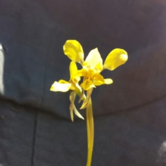 Diuris pardina at Majura, ACT - 30 Sep 2015