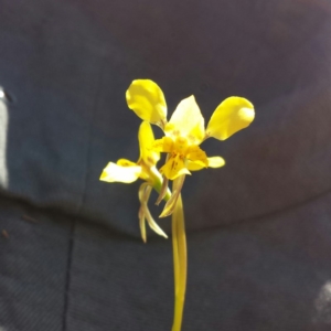 Diuris pardina at Majura, ACT - suppressed