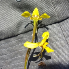 Diuris pardina at Majura, ACT - 30 Sep 2015