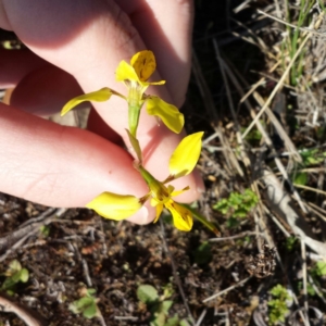 Diuris pardina at Majura, ACT - suppressed