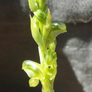 Hymenochilus cycnocephalus at Majura, ACT - suppressed