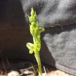 Hymenochilus cycnocephalus at Majura, ACT - suppressed