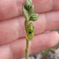 Hymenochilus bicolor (Black-tip Greenhood) at Majura, ACT - 26 Sep 2015 by MattM