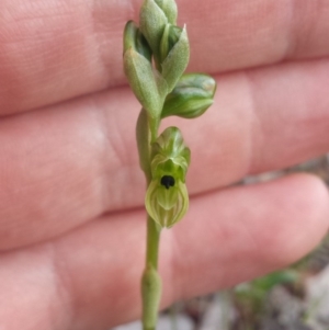 Hymenochilus bicolor at Majura, ACT - 27 Sep 2015