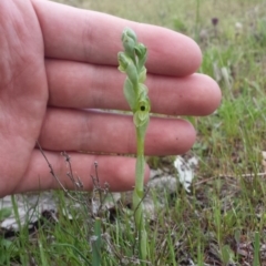 Hymenochilus bicolor at Majura, ACT - 27 Sep 2015