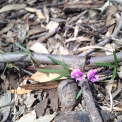 Glycine clandestina (Twining Glycine) at Mount Ainslie - 12 Sep 2015 by TobiasHayashi