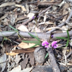 Glycine clandestina at Ainslie, ACT - 12 Sep 2015