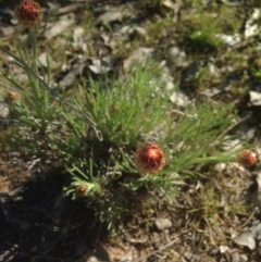 Leucochrysum albicans subsp. tricolor (Hoary Sunray) at Mount Ainslie - 17 Sep 2015 by TobiasHayashi