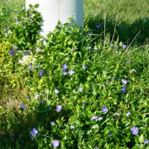 Vinca major at Weston Creek, ACT - 30 Sep 2015 03:08 PM