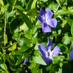 Vinca major at Weston Creek, ACT - 30 Sep 2015 03:08 PM