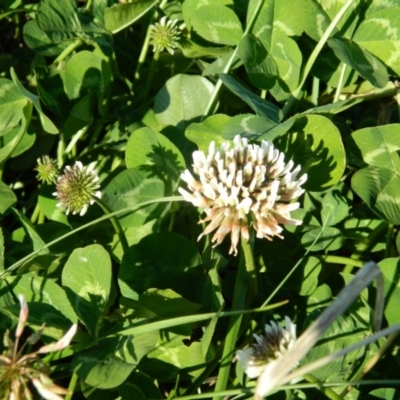 Trifolium repens (White Clover) at Weston Creek, ACT - 30 Sep 2015 by ArcherCallaway