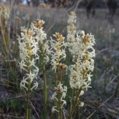 Stackhousia monogyna (Creamy Candles) at Conder, ACT - 26 Sep 2015 by MichaelBedingfield