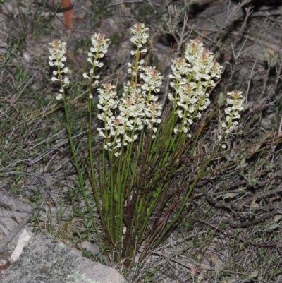 Stackhousia monogyna (Creamy Candles) at Bonython, ACT - 29 Sep 2015 by michaelb