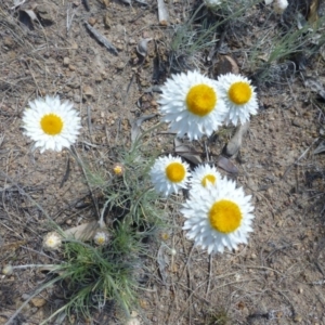 Leucochrysum albicans subsp. tricolor at Farrer, ACT - 30 Sep 2015 01:29 PM