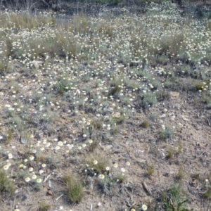 Leucochrysum albicans subsp. tricolor at Farrer, ACT - 30 Sep 2015 01:29 PM