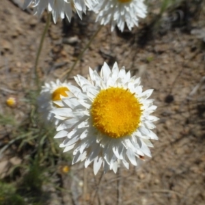 Leucochrysum albicans subsp. tricolor at Farrer, ACT - 30 Sep 2015