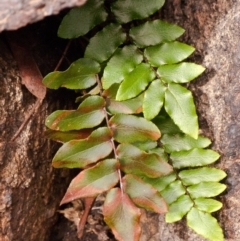 Pellaea calidirupium (Hot Rock Fern) at Stromlo, ACT - 21 Sep 2015 by dcnicholls