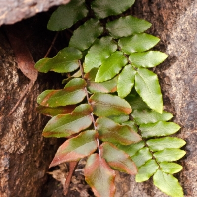 Pellaea calidirupium (Hot Rock Fern) at Stromlo, ACT - 21 Sep 2015 by dcnicholls