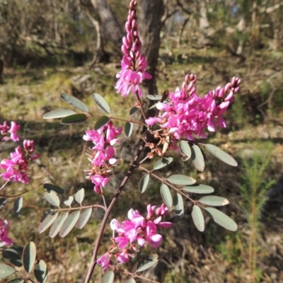 Indigofera australis subsp. australis (Australian Indigo) at Banks, ACT - 26 Sep 2015 by MichaelBedingfield