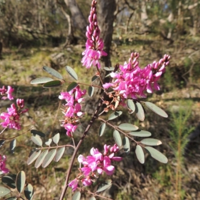 Indigofera australis subsp. australis (Australian Indigo) at Rob Roy Range - 26 Sep 2015 by michaelb