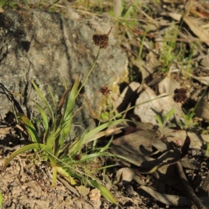 Luzula densiflora at Conder, ACT - 26 Sep 2015