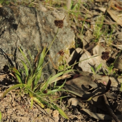 Luzula densiflora (Dense Wood-rush) at Conder, ACT - 26 Sep 2015 by michaelb