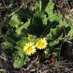 Cymbonotus sp. (preissianus or lawsonianus) (Bears Ears) at Rob Roy Range - 26 Sep 2015 by michaelb