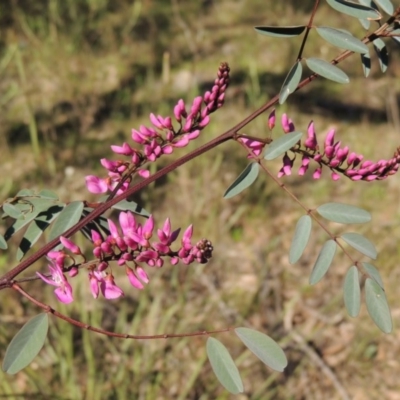 Indigofera australis subsp. australis (Australian Indigo) at Conder, ACT - 26 Sep 2015 by MichaelBedingfield