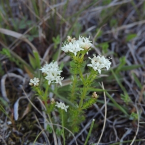 Asperula conferta at Conder, ACT - 26 Sep 2015 06:22 PM