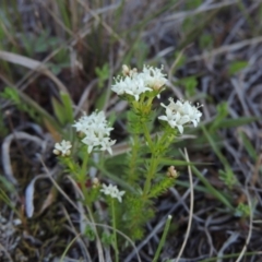 Asperula conferta (Common Woodruff) at Rob Roy Range - 26 Sep 2015 by michaelb