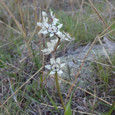 Wurmbea dioica subsp. dioica (Early Nancy) at Rob Roy Range - 26 Sep 2015 by michaelb