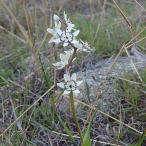 Wurmbea dioica subsp. dioica at Conder, ACT - 26 Sep 2015