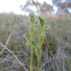 Hymenochilus cycnocephalus (Swan greenhood) at Conder, ACT - 26 Sep 2015 by michaelb