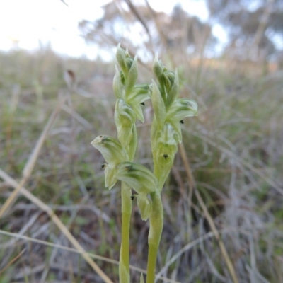 Hymenochilus cycnocephalus (Swan greenhood) at Conder, ACT - 26 Sep 2015 by MichaelBedingfield