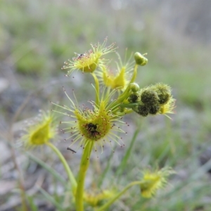 Drosera gunniana at Conder, ACT - 26 Sep 2015