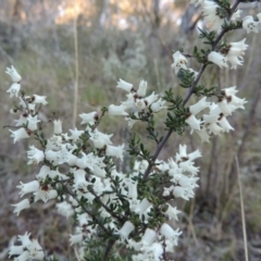 Cryptandra amara (Bitter Cryptandra) at Conder, ACT - 26 Sep 2015 by MichaelBedingfield