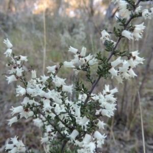 Cryptandra amara at Conder, ACT - 26 Sep 2015