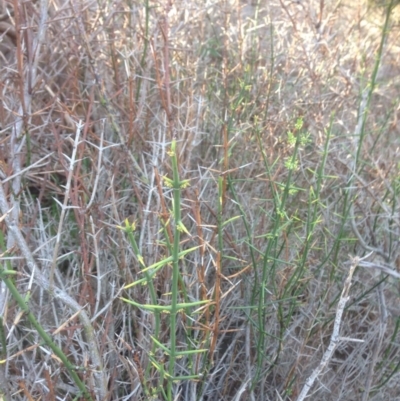 Discaria pubescens (Australian Anchor Plant) at Stromlo, ACT - 16 Sep 2015 by RichardMilner
