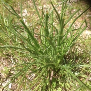 Eryngium ovinum at Molonglo River Reserve - 29 Sep 2015