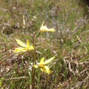 Diuris chryseopsis at Molonglo River Reserve - suppressed