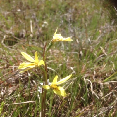 Diuris chryseopsis (Golden Moth) at Kama - 29 Sep 2015 by RichardMilner