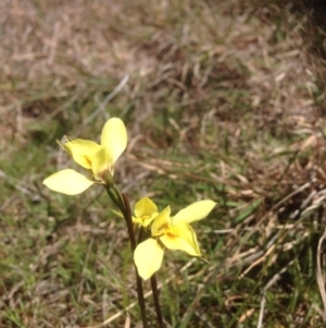 Diuris chryseopsis at Molonglo River Reserve - suppressed