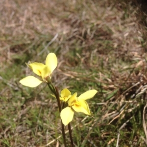 Diuris chryseopsis at Molonglo River Reserve - 29 Sep 2015